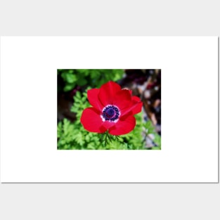 Red Anemone Posters and Art